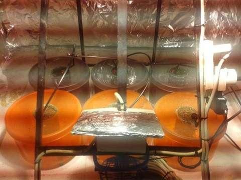 Armi e droga in un garage, 4 arresti a Gioia Tauro