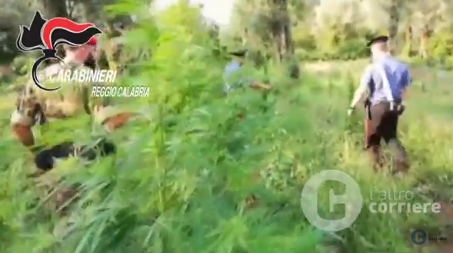 Cittanova, scoperte 3.200 piante di canapa: arrestate quattro persone – VIDEO