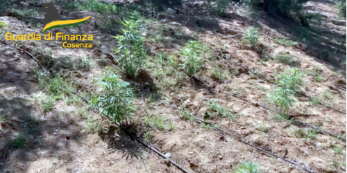 Una filiera della cannabis nel Cosentino: tre arresti e un business da 4 milioni di euro