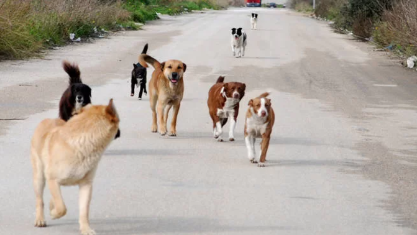 Cane morto a Catanzaro, la Questura: «Nessuna violenza umana nei confronti di Pati»