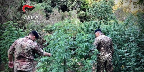 MARIJUANA-NARDODIPACE