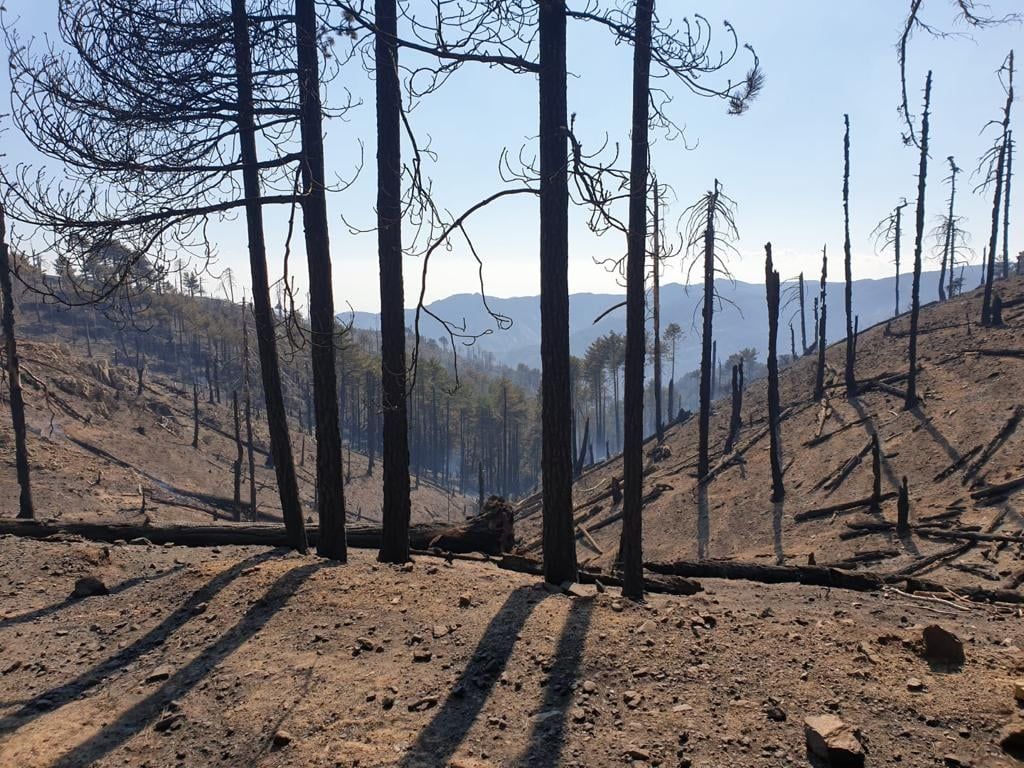 Incendi, Calabria Verde: «Domato il rogo che ha colpito l’Area Grecanica Reggina» – FOTO