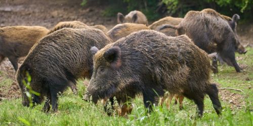 caccia ai cinghiali