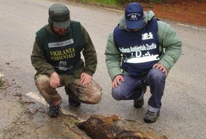 Tropea, uccisione "di massa" di cani e gatti con bocconi avvelenati
