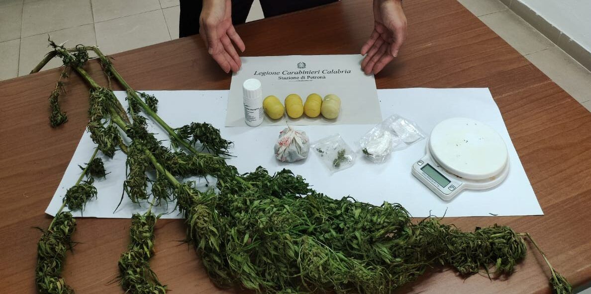 Produceva marijuana in casa, beccato grazie al fiuto del cane Enno