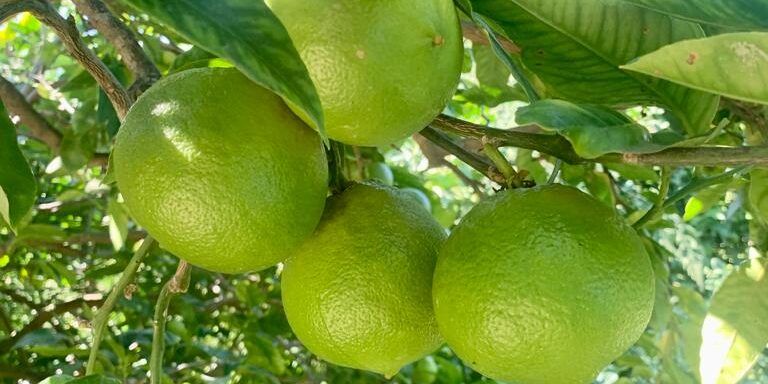 Il Bergamotto, «interruttore» naturale per regolare la sintesi del grasso epatico