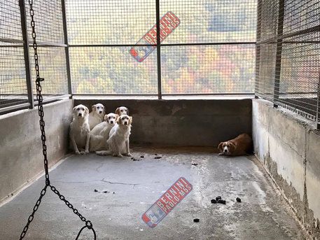 “Canile lager” a Mendicino, al processo ammesse parte civile tre associazioni