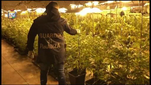 Sequestrate 500 piante di marijuana nel Comasco, denunciati due calabresi