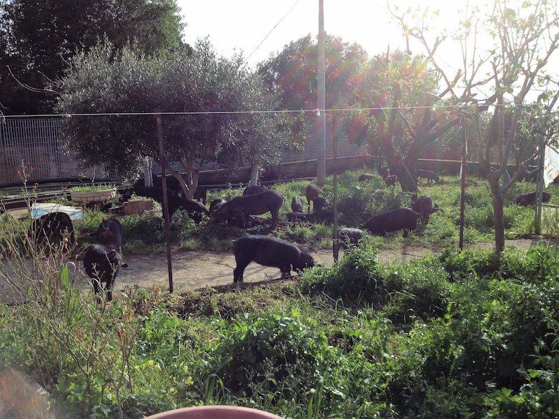 Una fattoria e due statue del Seicento: l'infinito tesoro di Campolo – LE FOTO
