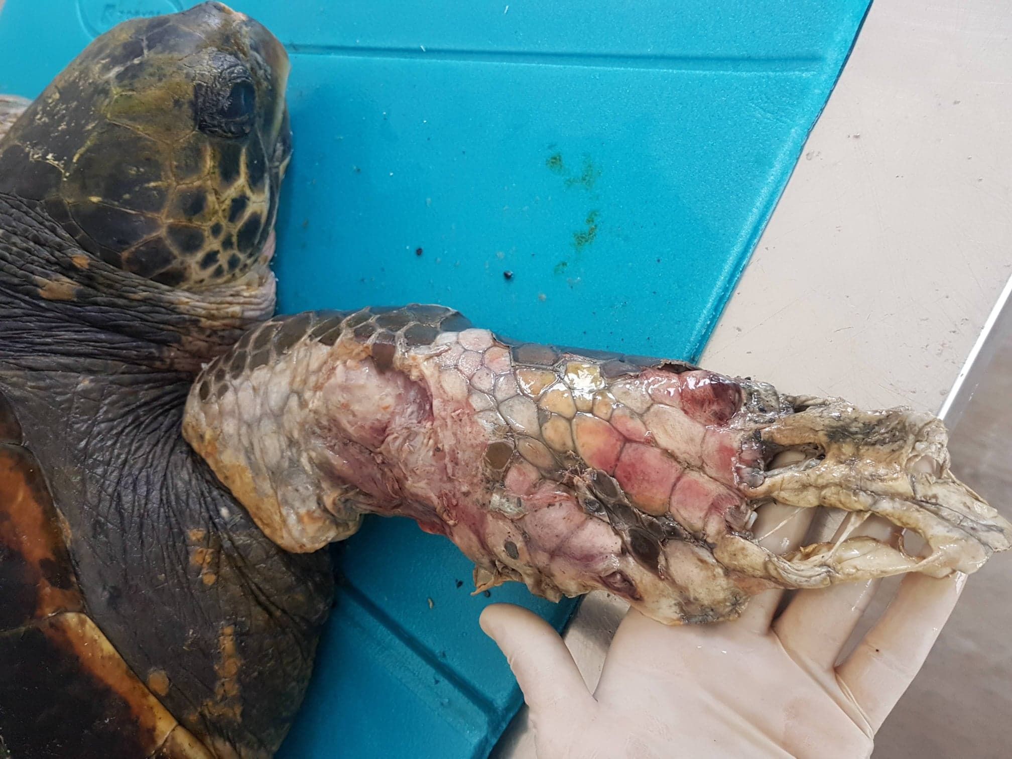 Morta Afrodite, tartaruga vittima dell'incuria umana