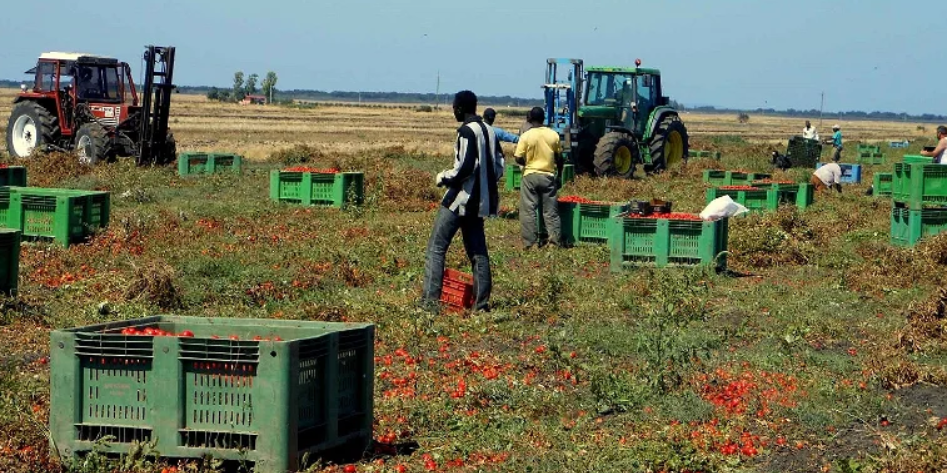 Fugge dall’Ucraina e si ritrova a lavorare nei campi in Calabria e Basilicata: «Io vittima del caporalato»