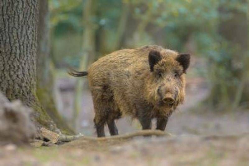 «Necessaria una normativa per contenere la fauna selvatica»