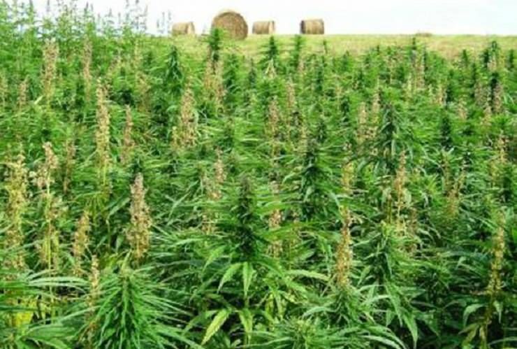 Nardodipace, scoperta un'altra piantagione di cannabis