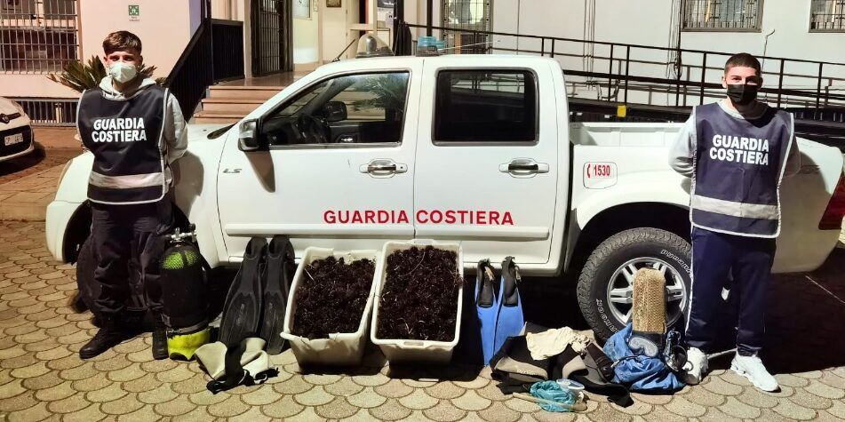 Trebisacce, la Guardia Costiera sequestra circa 2mila esemplari di riccio di mare