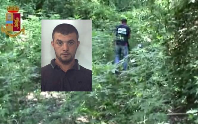 Piantagioni di marijuana nel Vibonese, chieste 10 condanne