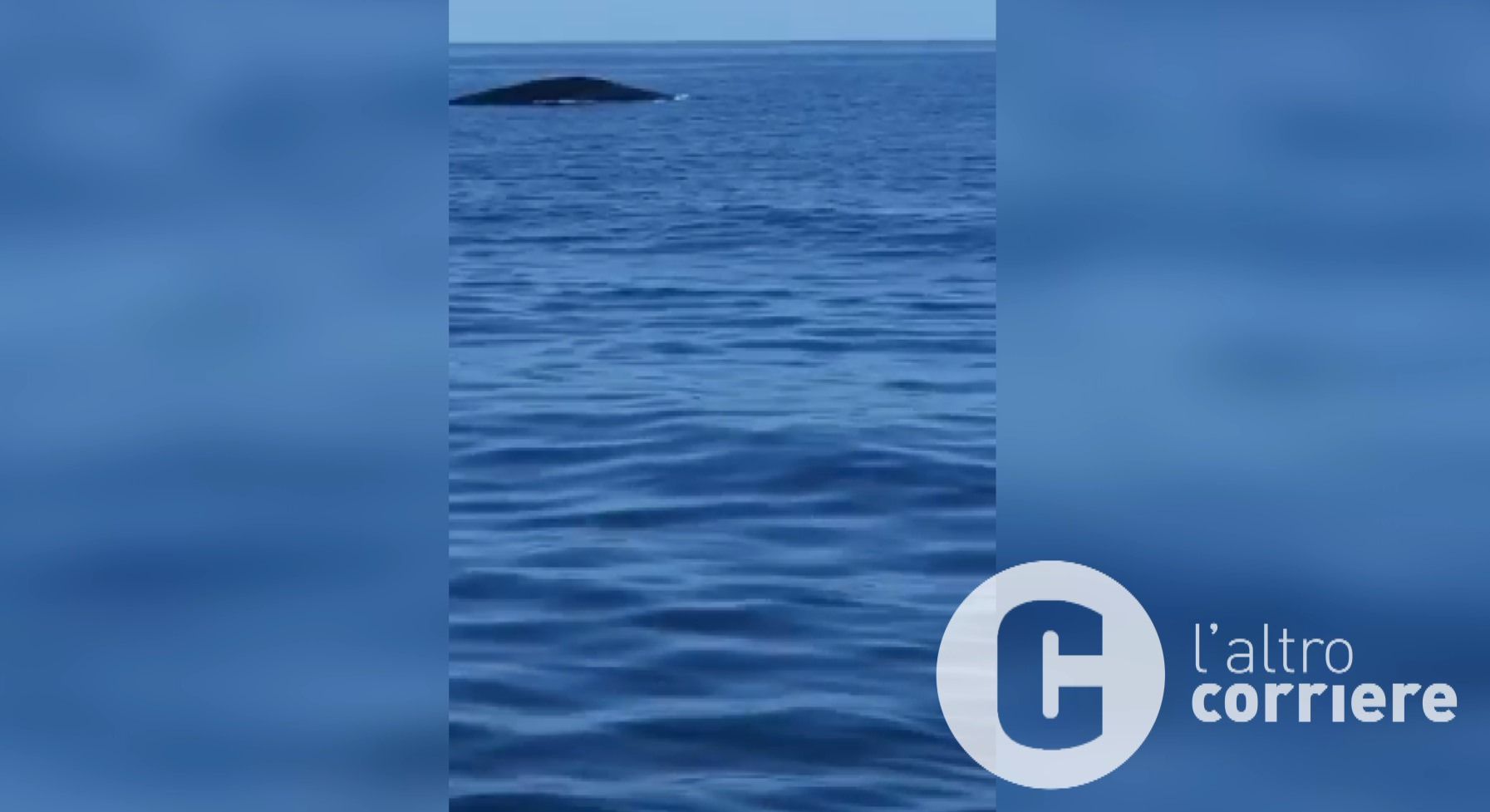La balenottera "Codamozza" ha attraversato lo Stretto: avvistata a Catania – VIDEO
