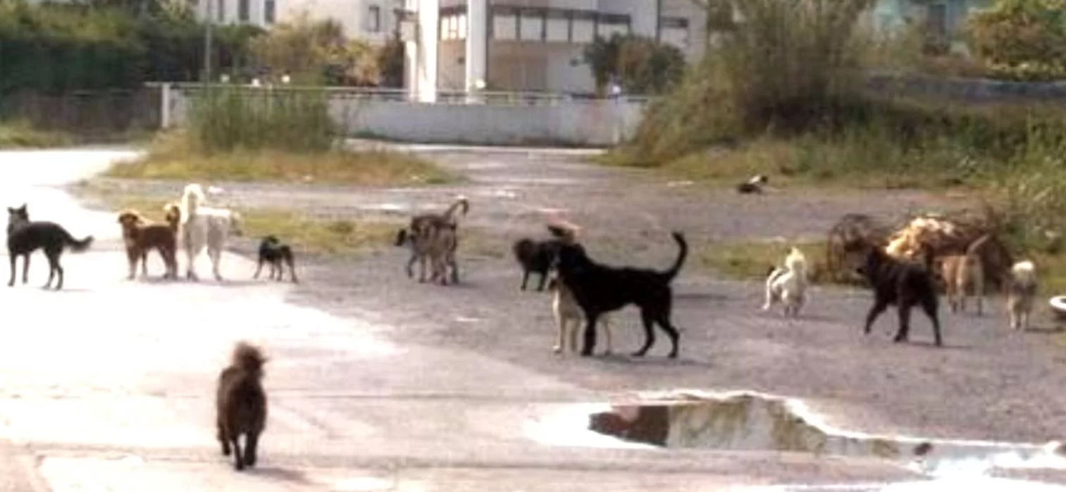 La denuncia di Aidaa: «Cani randagi avvelenati e uccisi in Aspromonte»