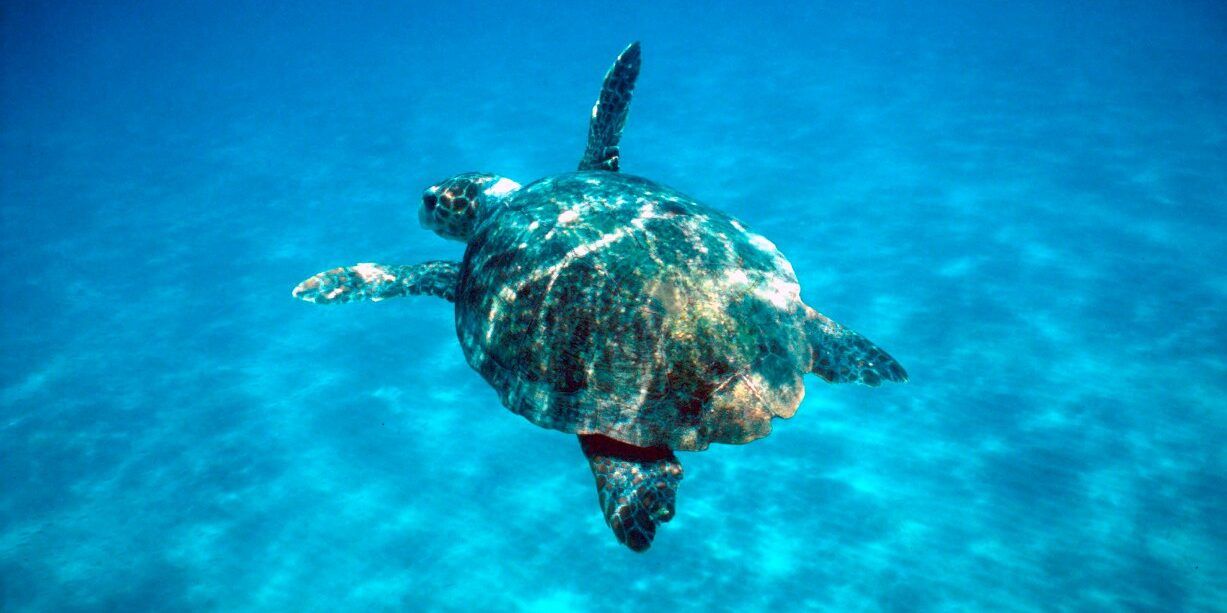 Nido di tartaruga marina (caretta caretta) trovato a Ricadi