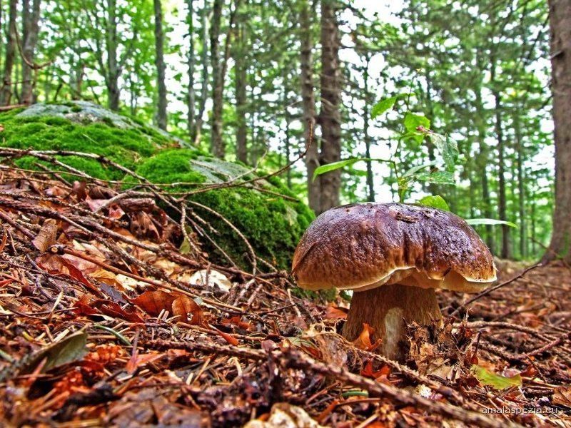 Si perde mentre cerca funghi, ritrovato dopo tre ore