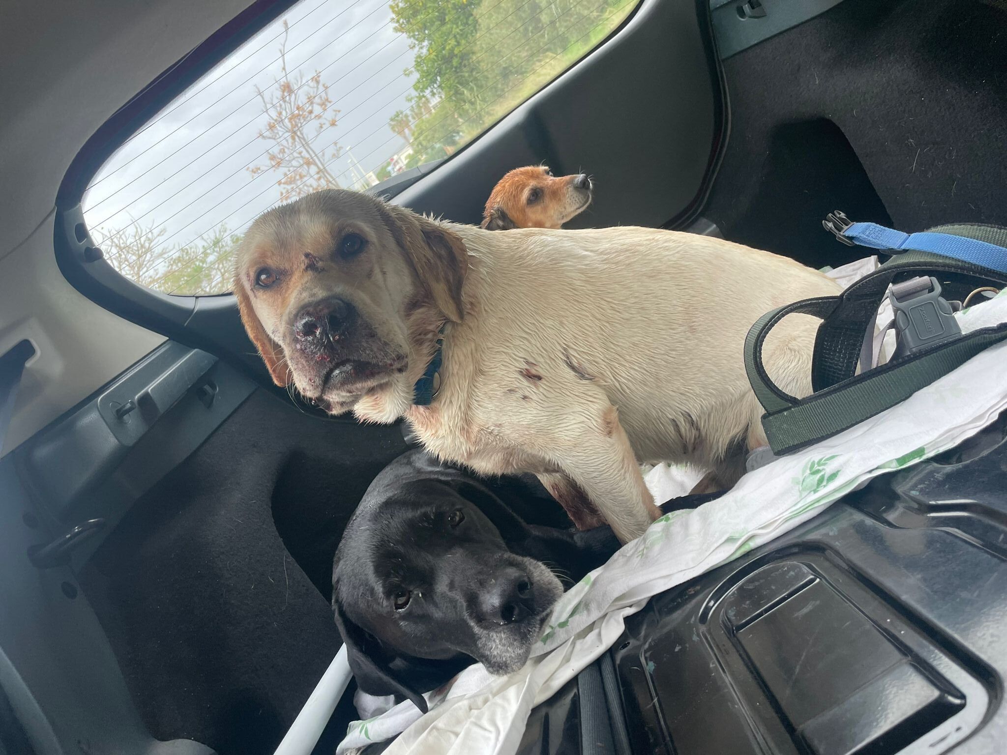 Cani feriti a fucilate ad Amantea. «Ricompensa a chi darà notizie utili» – FOTO