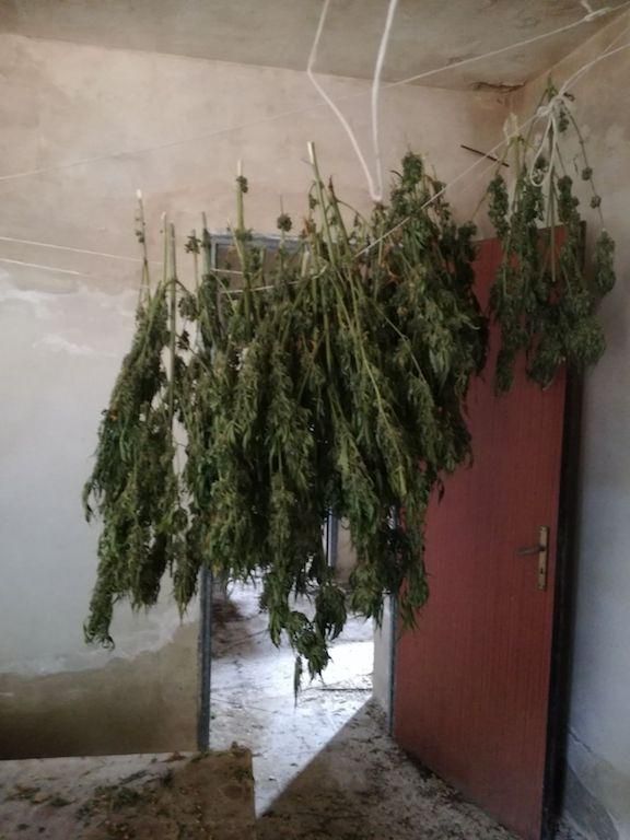 Trovata una piantagione di marijuana nel Vibonese
