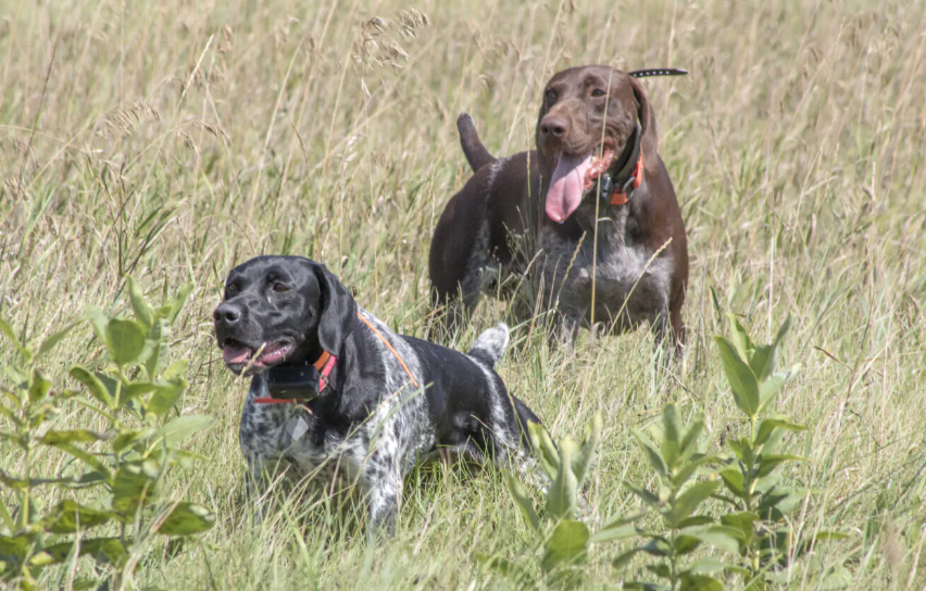 Annuncio di vendita cani sul web, scatta la sanzione
