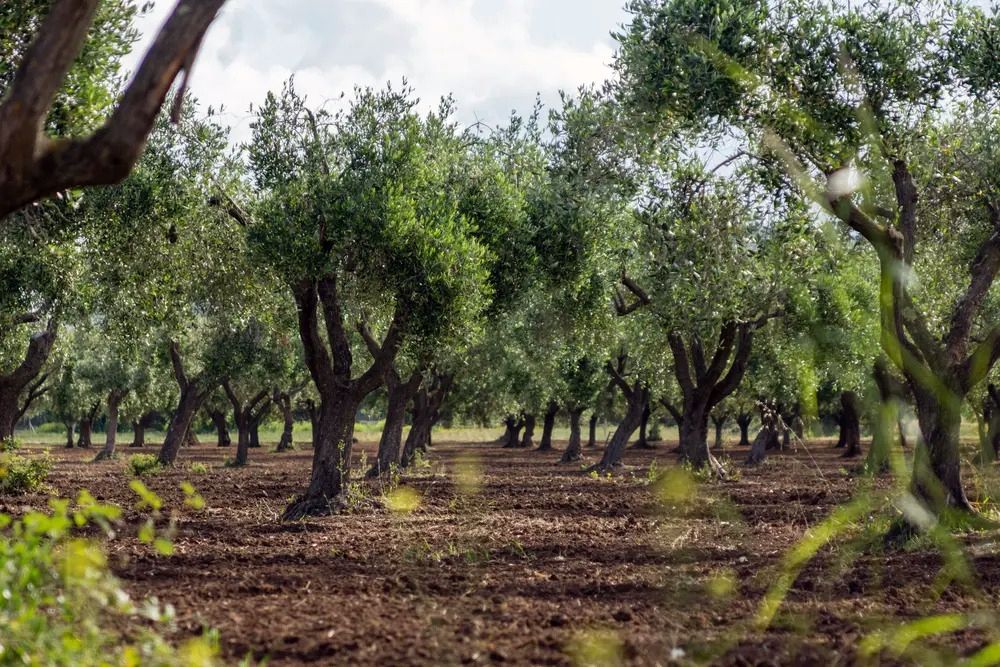 Xylella, la Calabria trema. Statti: «Speravamo non arrivasse»