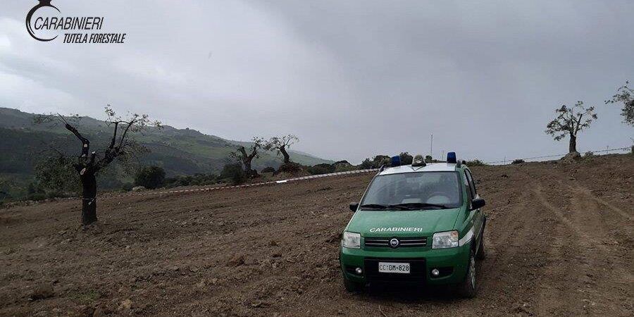 Controlli dei forestali sullo Ionio cosentino, sequestrate tre aree