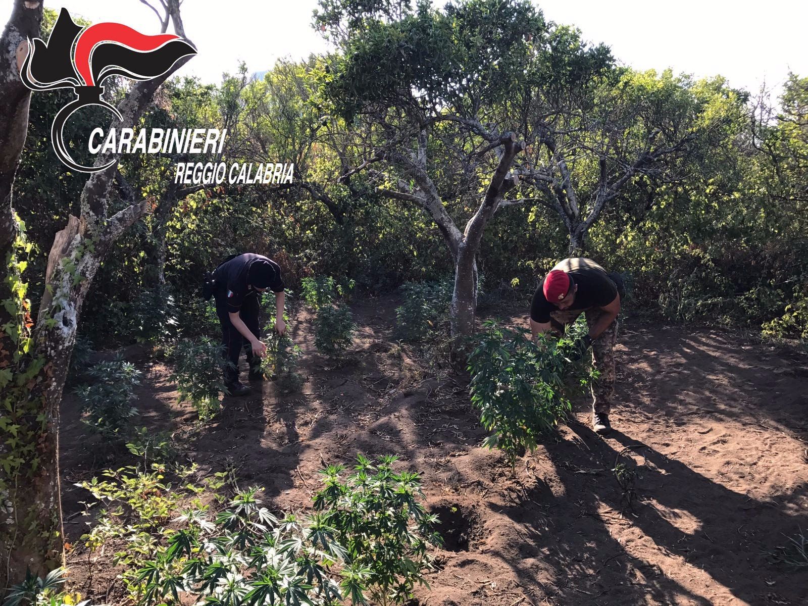 Scoperta piantagione di marijuana vicino al termovalorizzatore – VIDEO