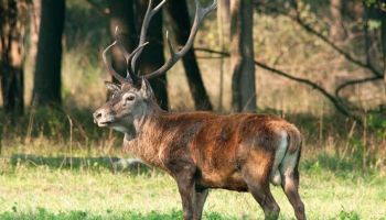 Cervo italico, in Calabria è nato il primo cucciolo