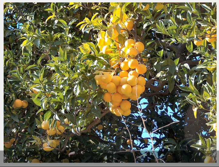 L’arancia di San Giuseppe e il pomodoro di Zagarise: due nuovi Presìdi Slow Food per la Calabria