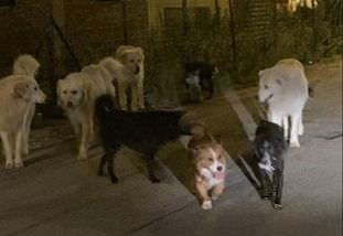 A Girifalco il 20 aprile sfilano gli animalisti