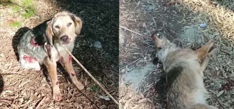 Atto di barbarie contro due cani trascinati con l’auto a Palizzi – VIDEO