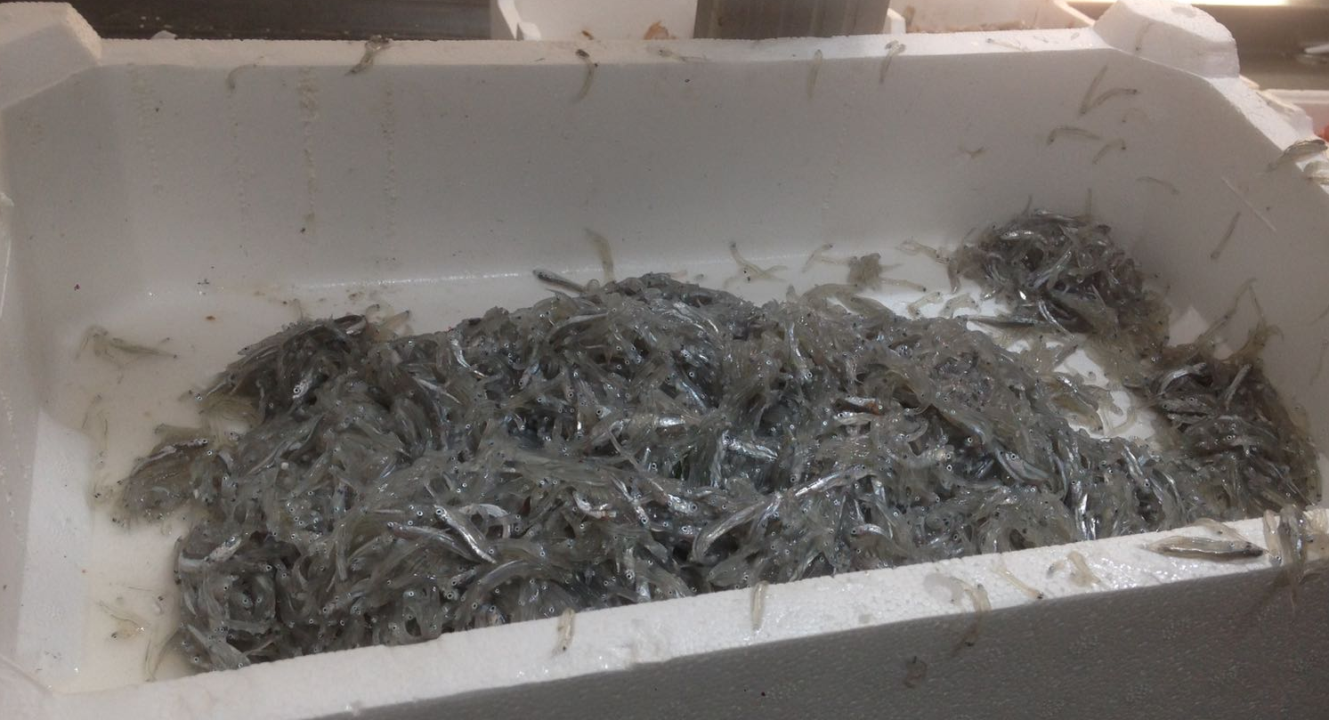 Sequestrate più di 4 tonnellate di novellame di sarda in Calabria, sanzioni per 150 mila euro