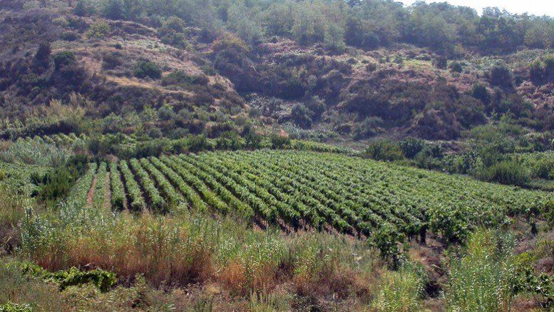 La filiera familiare del Gal Reventino