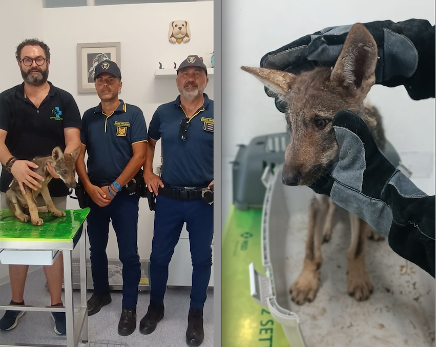 Cosenza, la polizia provinciale salva un cucciolo di lupo nei boschi della Sila