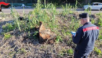 Taglio boschivo irregolare, tre persone denunciate nel Vibonese