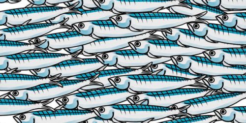 sardine
