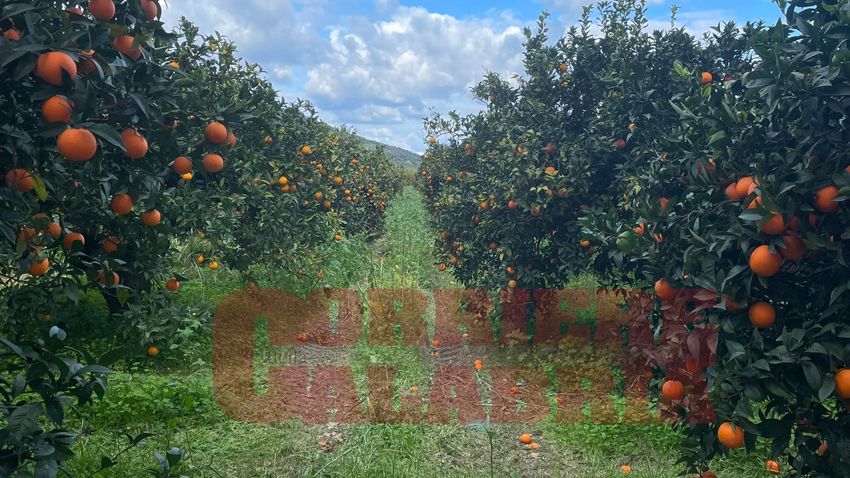 La “sete”, la qualità ed il Covid. Pregi e difetti della campagna agrumaria nella valle del Trionto
