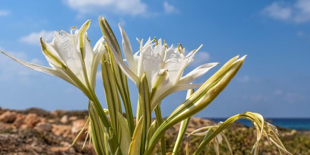 Trovato il “giglio di mare” a Belmonte, specie in estinzione tipica delle dune