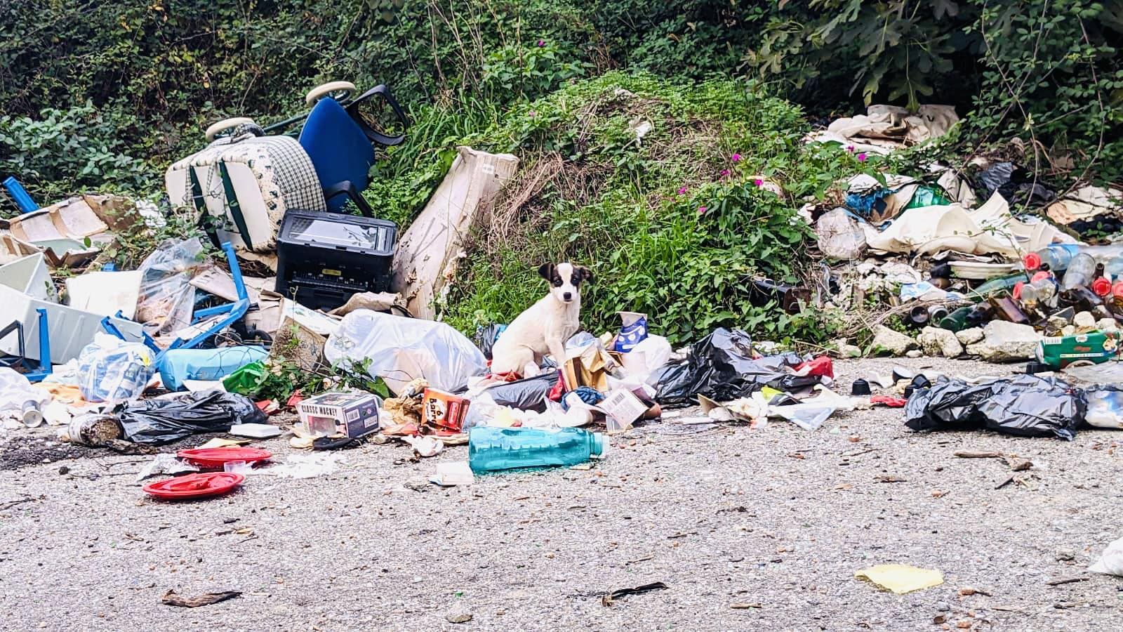 Occhiuto: «Cagnolino tra i rifiuti, adottato da dronista che l’ha trovato»