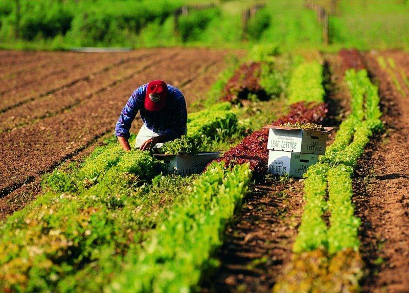 Agricoltura, pubblicato un nuovo bando del Psr