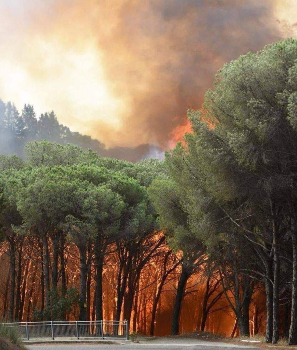 Catanzaro, l’inferno di fuoco a Siano: pineta in cenere e decine di residenti evacuati