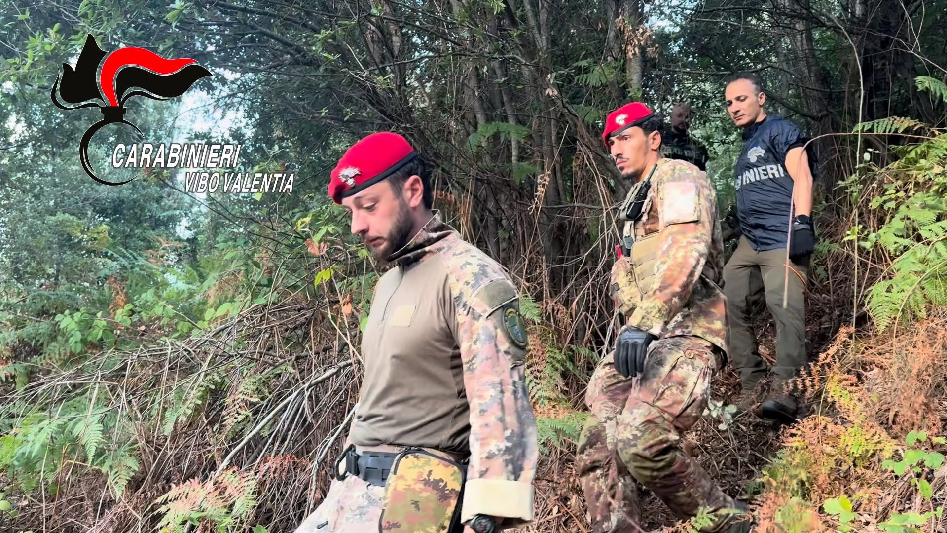 Blitz dei Carabinieri a San Giovanni di Gerace, scoperta una piantagione di cannabis sativa da 550 piante – VIDEO