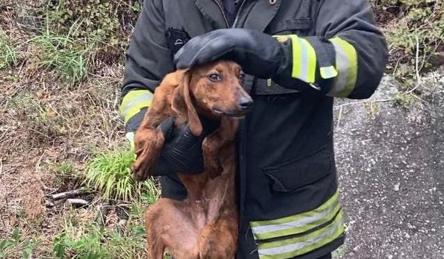 Maltempo, a Petilia Policastro i vigili salvano un cane