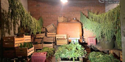 canapa-legale-erba-illegale