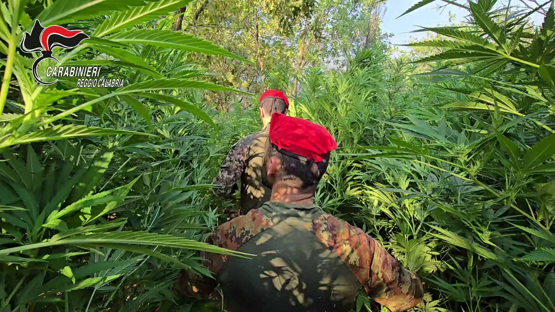 Scoperta una maxi piantagione di marijuana nelle campagne di Rizziconi: un arresto