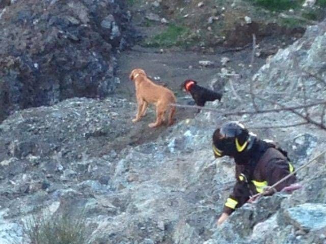 Salvati i tre cani da caccia che erano precipitati in un burrone
