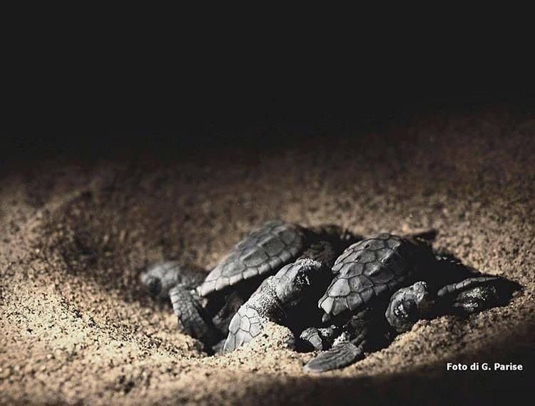 Jonio, in schiusa i primi due nidi di Caretta Caretta