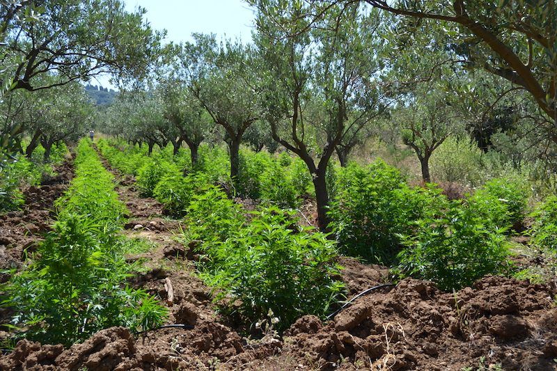 Lamezia, maxi piantagione di canapa tra gli ulivi